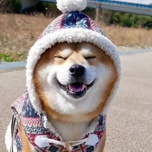 日本一柴犬因笑容治愈走红网络网友承包了我2018年的头像
