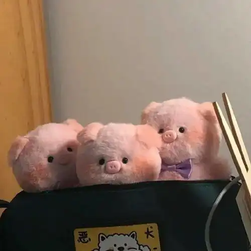 每日头像丨小猪仔仔
