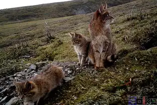 猫科哺乳动物百科图片品种大全饲养繁殖雌雄鉴别sbike

