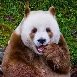 亲子游学秦岭之夏,邂逅棕色熊猫
