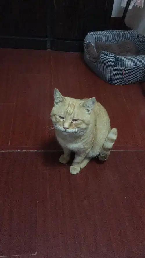 橘猫找领养

