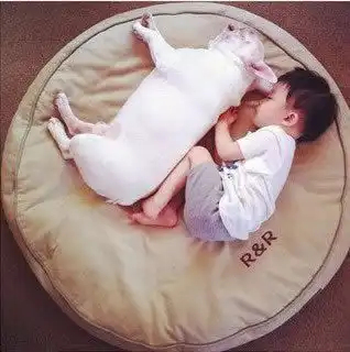养一只斗牛犬,对于宝宝来说是多么温馨的事
