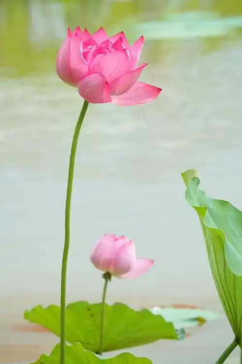 迟来的盛放,鹤林绿洲的荷花想开就开了
