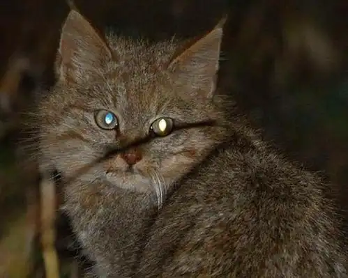 你有了解,见过荒漠猫吗它被列为濒危物种

