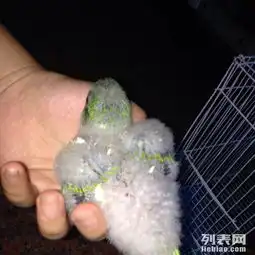 卖一只蓝色和尚鹦鹉和一只绿色和尚鹦鹉
