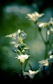 清新花朵植物高清壁纸
