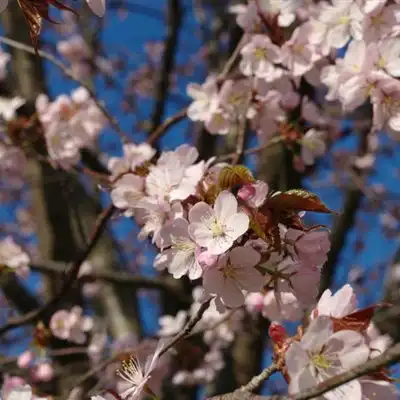 樱花头像,唯美好看的樱花qq微信头像图片
