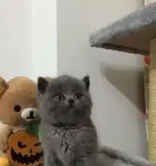 出售优质蓝猫
