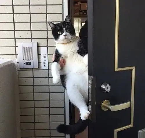 网友家的猫,每次来客人他都要被主人抱着这样送一下客,欢迎常来玩内心再也别来了
