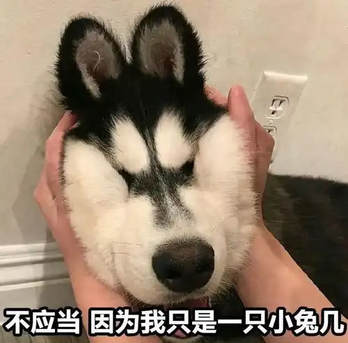 未解之谜吸猫吸狗到底吸的是啥味
