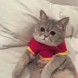 超级呆萌可爱的动物头像大全我想当你身边的宠物猫
