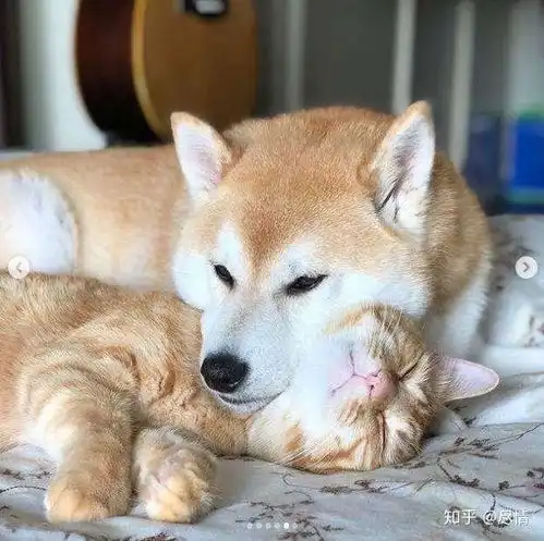 想要买一猫一狗,买什么品种的猫咪和狗狗好
