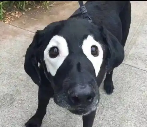 这些狗和猫长得太搞笑了承包了我一天的笑点哈哈哈
