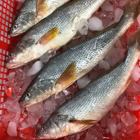 黄钻鱼
