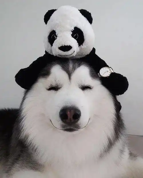 这只哈士奇因为眯眯眼火遍全网,但是你们见过它的全身照吗
