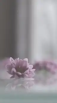 小清新锁屏壁纸
