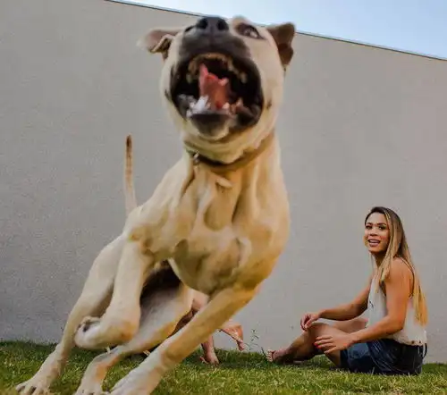 情侣携爱犬拍摄结婚照,接下来的这组照片,被超过600万人浏览

