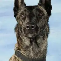 德国牧羊犬头像手机壁纸微信头像图片大全
