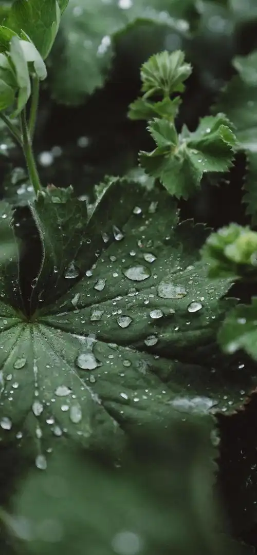 壁纸绿色植物小清新水滴
