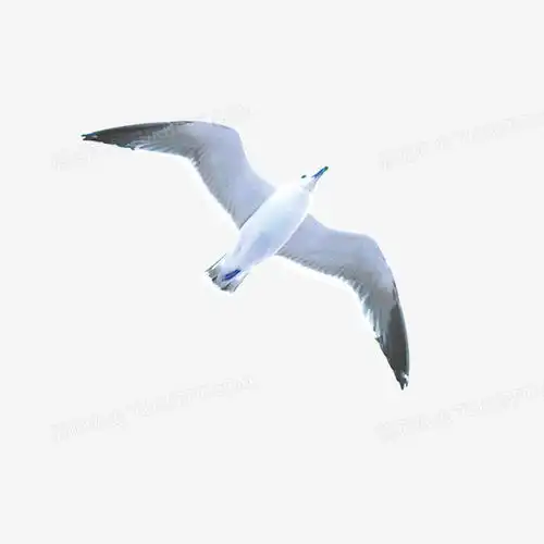 飞翔的海鸥png图片素材免费下载png格式800800像素熊猫办公
