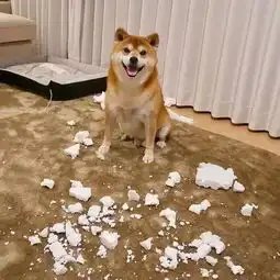 日本一柴犬因笑容治愈走红网络网友承包了我2018年的头像
