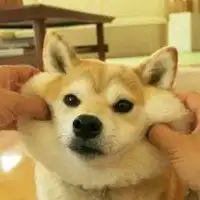 捏狗子脸微信头像微信头像图片大全
