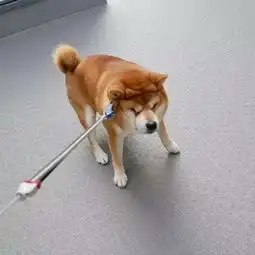 任凭铲屎官打扮得再漂亮,这只柴犬耍起脾气,一秒毁形象
