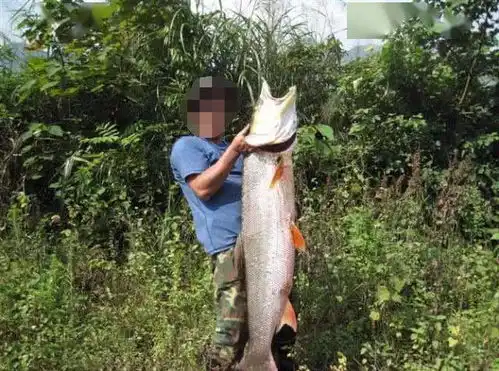 我们乡下人叫它黄钻鱼,被视为养殖业中的害鱼之首

