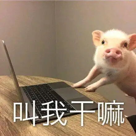 关于猪的搞笑表情包开心得像个小猪仔
