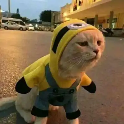 猫的情侣头像一左一右一对两张不带人猫咪情侣头像

