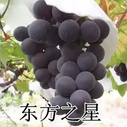 山东大泽山嫁接扦插东方之星葡萄苗南北方种植树苗中熟高产图片,山东大泽山嫁接扦插东方之星葡萄苗南北方种植树苗中熟高产高清图片平度市德仁园艺场,中国制造网

