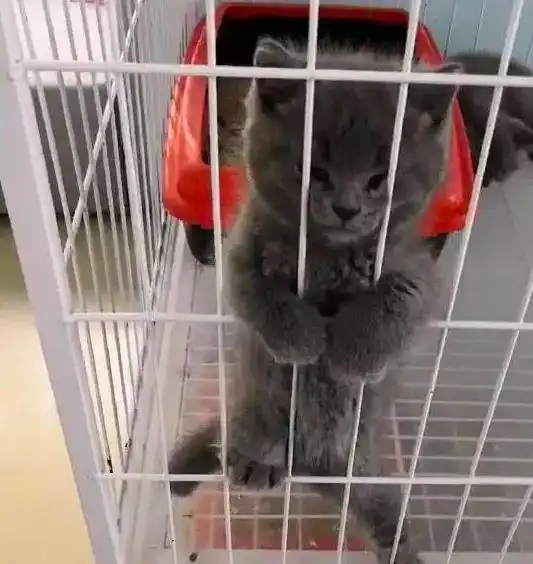 来宠物店选猫没找到合适的,临走听到一声猫叫,让我立马动心了
