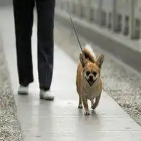 主人牵着狗散步的头像微信头像图片大全
