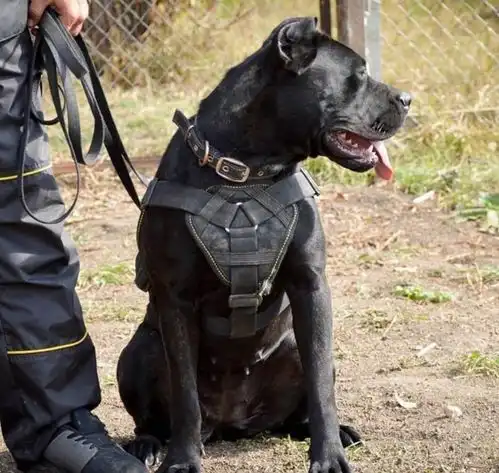 美国境内,嗜血猛犬并非比特犬,而是血统混乱,犬中霸王的它
