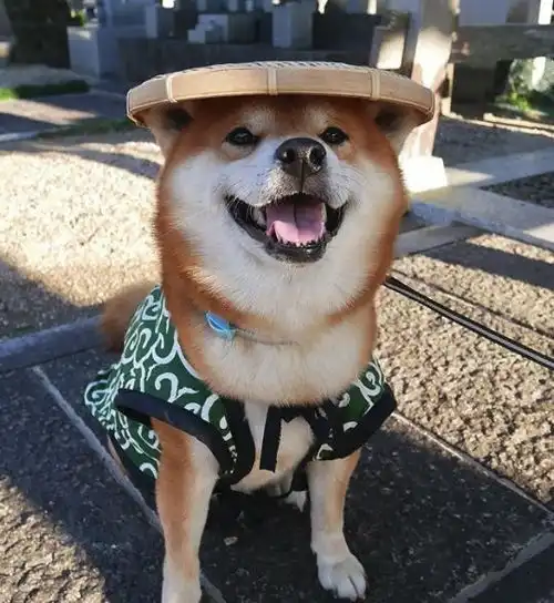 狗年大吉,这条微笑犬简直要承包我2018年的头像
