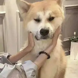 现在那种阵容比较强势
