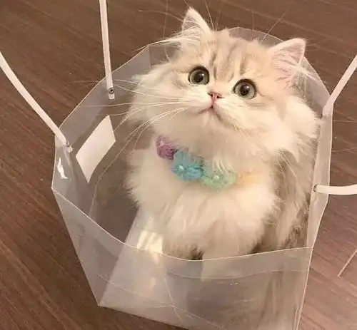 可爱小动物头像太治愈了吧
