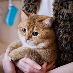 胖胖的橘猫头像高清无水印2018很火的橘猫大眼睛可爱头像

