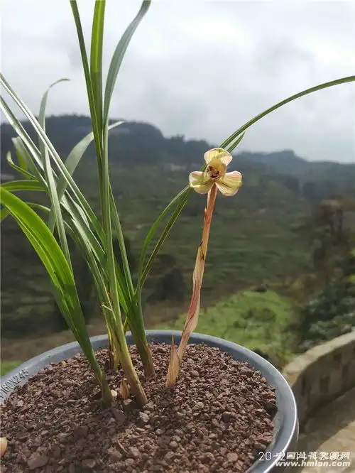 这个花花比俺乖同意的举手
