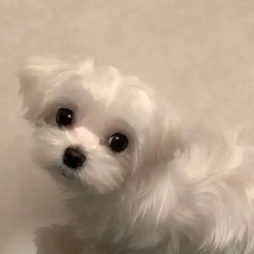 可爱到犯规的小动物头像很浪漫的神仙句子

