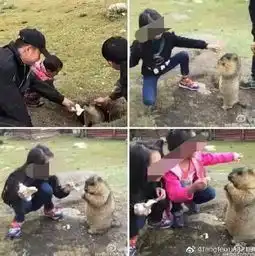 冀连梅鼠疫事件全追踪别信谣言别怕,有特效药
