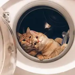 可爱猫咪情侣头像一对2020最新和喜欢的人在一起就是养生
