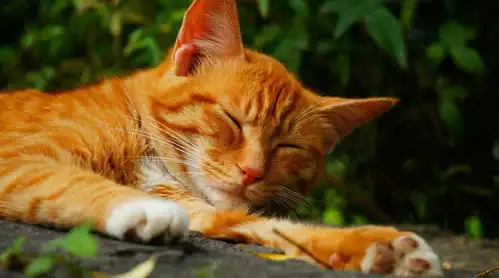 橘猫
