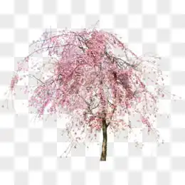 樱花树图片素材免费樱花树png设计图片大全图精灵
