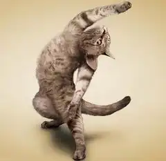摄影师拍摄一系列猫做瑜伽照片
