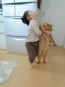 一小女孩使出洪荒之力抱起自家的肥橘猫,喵星人..
