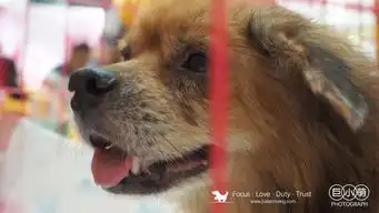 免费领单身狗,七夕大型聚会多图回顾
