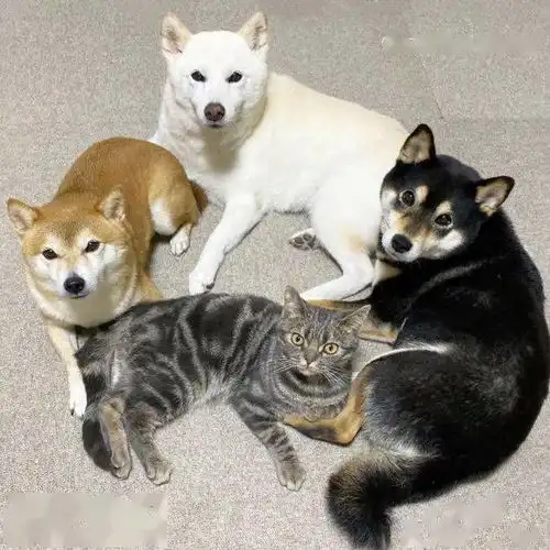 一只美短猫完美融入三只柴犬,好可爱啊
