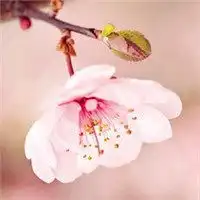 微信头像花草风景图片微信头像图片大全
