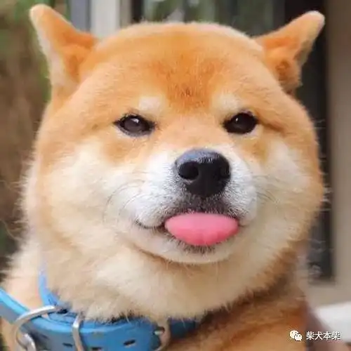 柴犬,养公的好还是母的好
